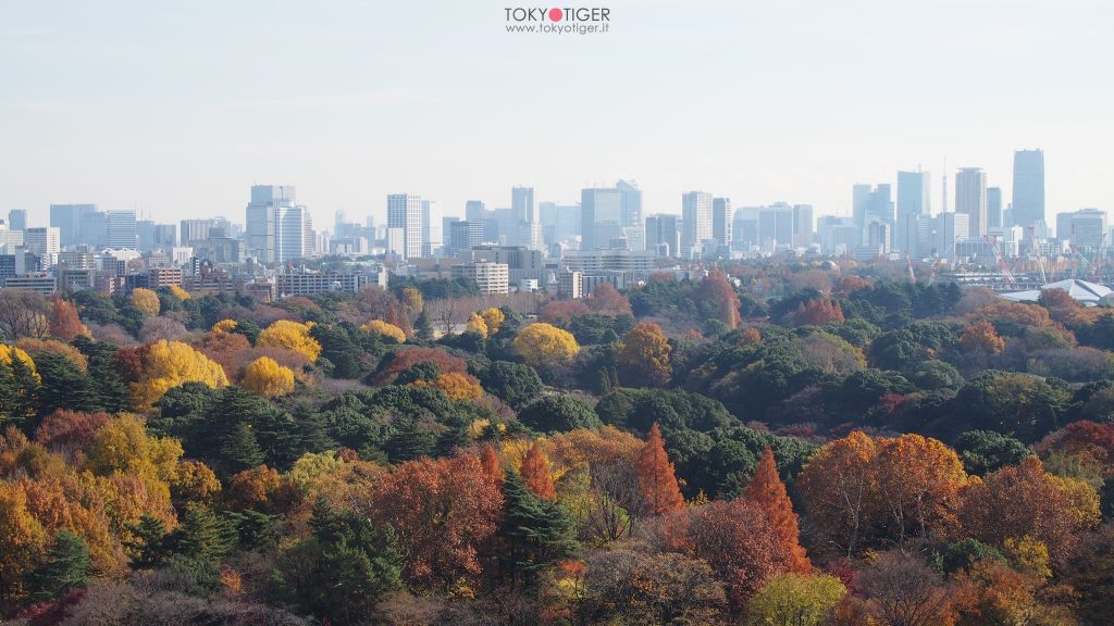 tokyo,shinjuku,tokyotiger,only-in-japan,momiji,jizo,aceri,aceri-giapponesi