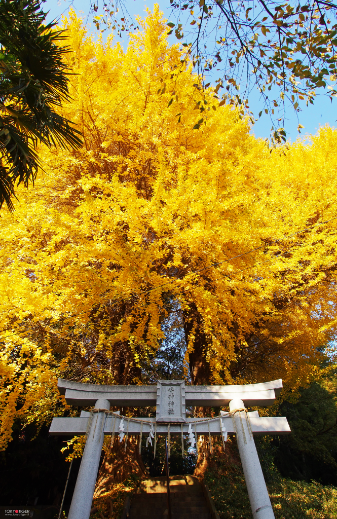 tokyo,shinjuku,tokyotiger,only-in-japan,momiji,jizo,aceri,aceri-giapponesi